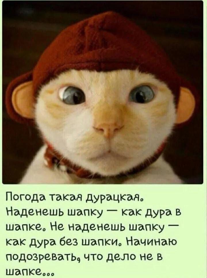 Погода такач дУРщкзд Наденешь шапку как дура в шапке Не наденешь шапку как дура без шапки Начинаю подозревать что дело не в шапке