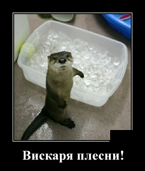 Вискаря плесни