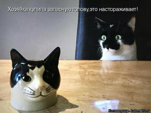 Хозле Оиле вепаст И оповузто настораживает