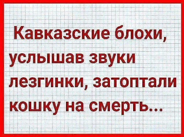 Кавказские бпохигі услышав ЗВУКИ пезгинки ЗЗТОПТаЛИ Кошку на смерть
