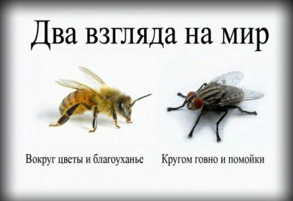 Два взгляда на мир Вокруг пкгы и блашршиьс Кругом ювио и помойки