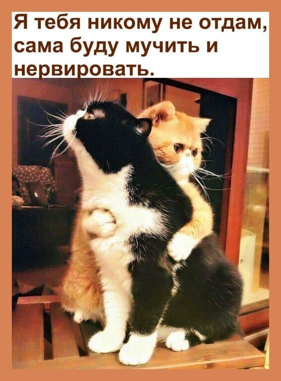 Я тебя никому не отдам сама буду мучить и не ви овать