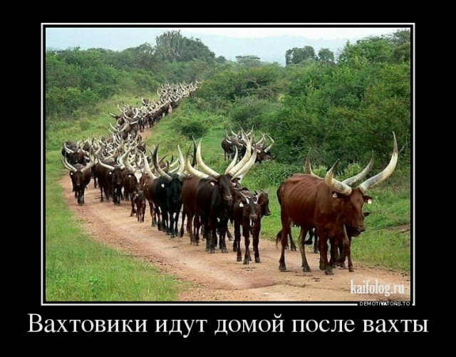 Вахтовики идут домой после вахты