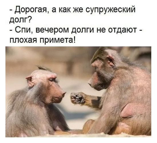 Дорогая а как же супружеский долг Спи вечером долги не отдают плохая примета