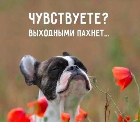ЧУВБТБУЕТЕ БЫХОПНЫМИ ПАХНЕТ г