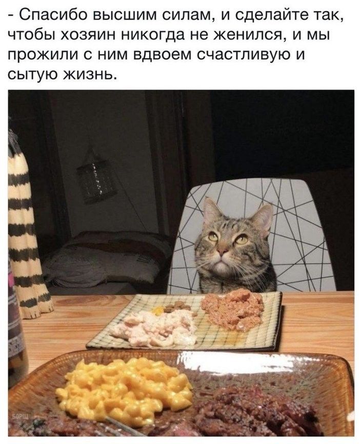Спасибо высшим силам и сделайте так чтобы хозяин никогда не женился и мы прожили с ним вдвоем счастливую и сытую жизнь