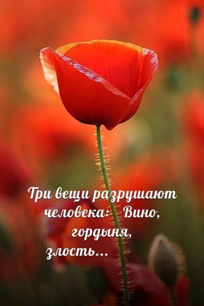 Три вещи рагврушшот цвкобели Вшщ