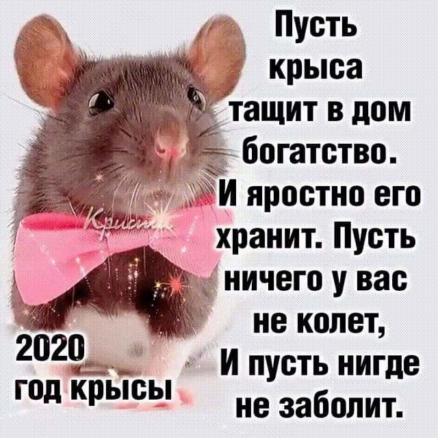 г _ Пусть 5 крыса тащит в дом 5 м богатство И яростно его хранит Пусть ничего у вас не колет 2029 И пусть нигде год крысы не заболит