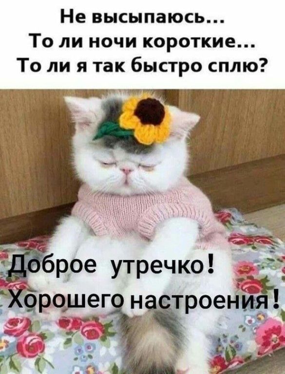 Не высыпаюсь То ли ночи короткие То ли я так быстро сплю