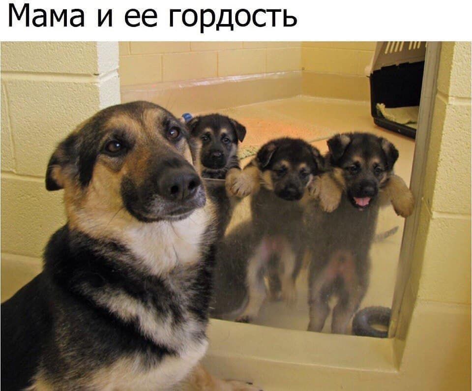 Мама и ее гордость