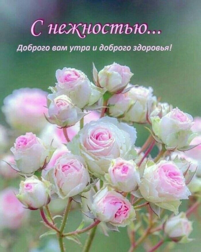 нг С нщностью Доброго вам утра и доброго здоровья