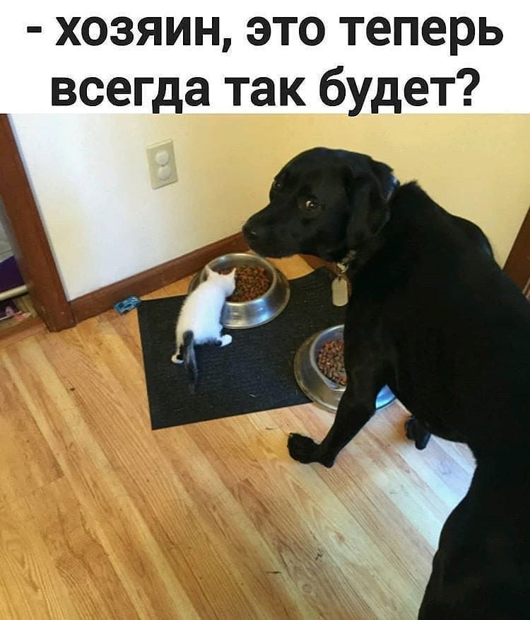 хозяин это теперь всегда так будет