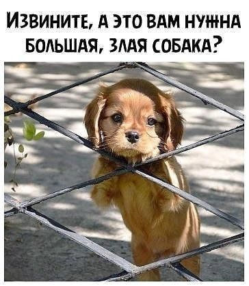 ИЗВИНИТЕ д ЭТО ВАМ НУЖНА БОЛЬШАЯ ЗЛАЯ СОБАКА