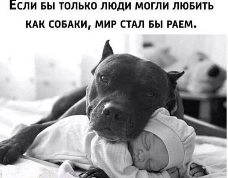 ЕСЛИ БЫ ТОЛЬКО ЛЮДИ МОГЛИ ЛЮБИТЬ КАК СОБАКИ МИР СТАЛ БЫ РАЕМ
