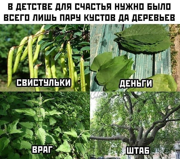 В дЕТЕТВЕ дЛЯ ЕЧПЕТЬП ННЖНП ЕЬЛП ВПЕГП ЛИШЬ ППРН КНЕТПВ дд дЕРЕВЬЕВ ЕВИЕТНПЬКИЁ