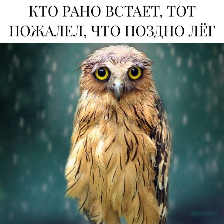 кто РАНО ВСТАЕТ тот ПОЖАЛЕЛ что поздно ЛЁГ