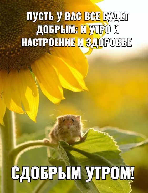 пусть у вм вс 5 довгым ить Ш НАСТРВЕНМЧЕ ИЗДЁЁЁЪЁ Жк Г _ СДВБРЫМ утром