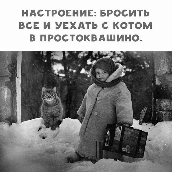 НАСТРОЕНИЕ БРОСИТЬ ВСЕ И УЕХАТЬ С КОТОМ В ПРОСТОКВАШИНО