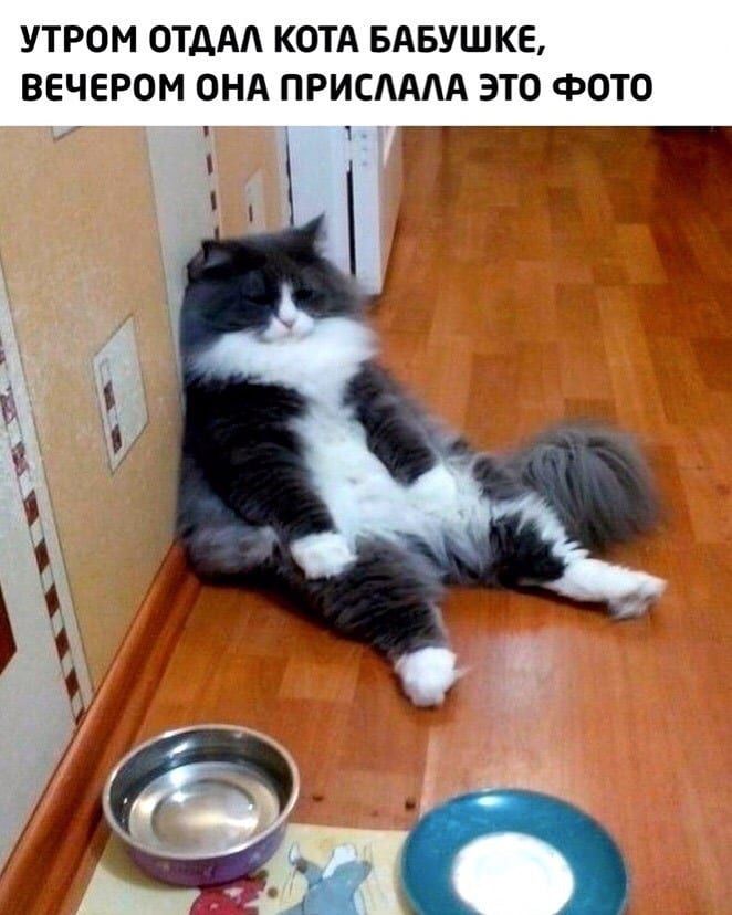 УТРОМ ОТДАА КОТА БАБУШКЕ ВЕЧЕРОМ ОНА ПРИСАААА ЭТО ФОТО