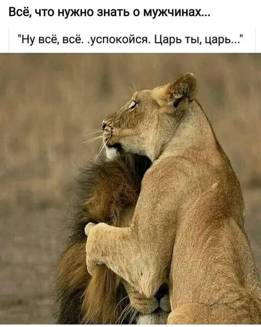 Всёчто нужно знать о мужчинах Ну всё всё успокойся Царь ты царь