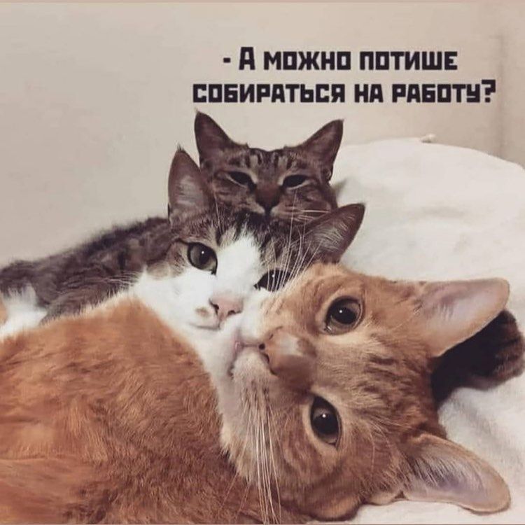 МПЖНП ППТИШЕ ППЕИРПТЬЕП Нд РПЕПТЦ