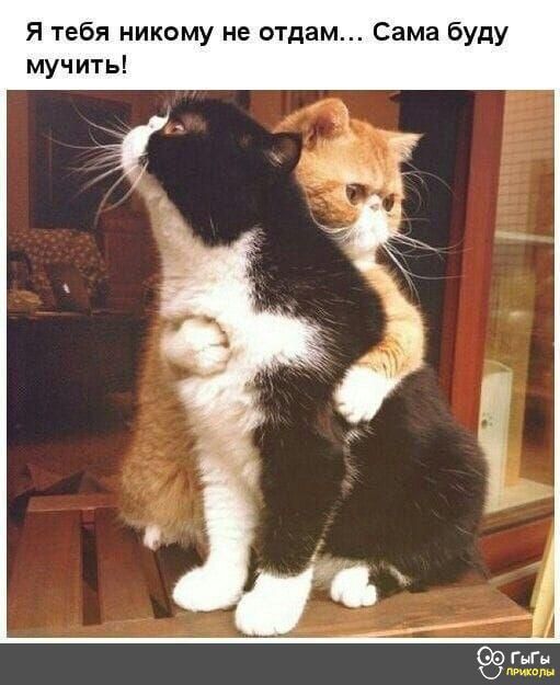 Я тебя никому не отдам Сама буду мучить