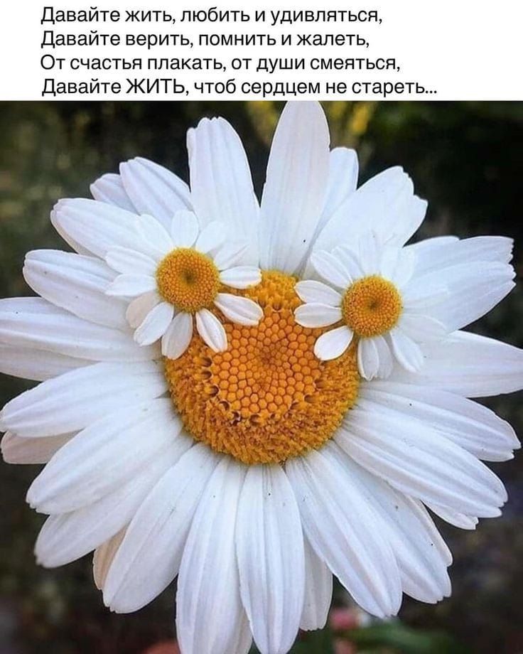 Давайте жить любить и удивляться Давайте верить помнить и жалеть ОТ СЧЗСТЬЯ ППЗКЗТЬ ОТ души СМЭЯТЬСЯ Давайте ЖИТЬ чтоб сердцем не стареть
