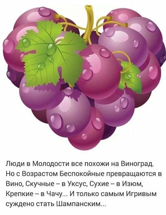 Люди в Молодости все похожи на Виноград Но с Возрастом Беспокойные превращаются 5 Вино Скучные в Уксус Сухие в Изюм Крепкие в Чачу И только самым Игривым суждено стать Шампанским