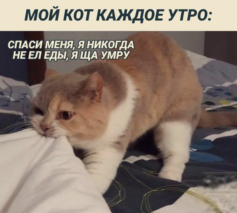 мой кот КАЖДОЕ утро СПАСИ МЕНЯ Я НИКОГДА НЕЕЛ еды ЯЩА УМРУ