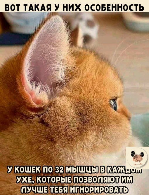 вот ТАКАЯ У них осовінность _
