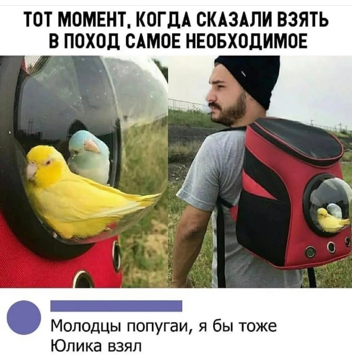 ТОТ МОМЕНТ КОГДА СКАЗАЛИ ВЗЯТЬ В ПОХОД САМОЕ НЕОБХОДИМОЕ Молодцы попугаи я бы тоже Юпика взял