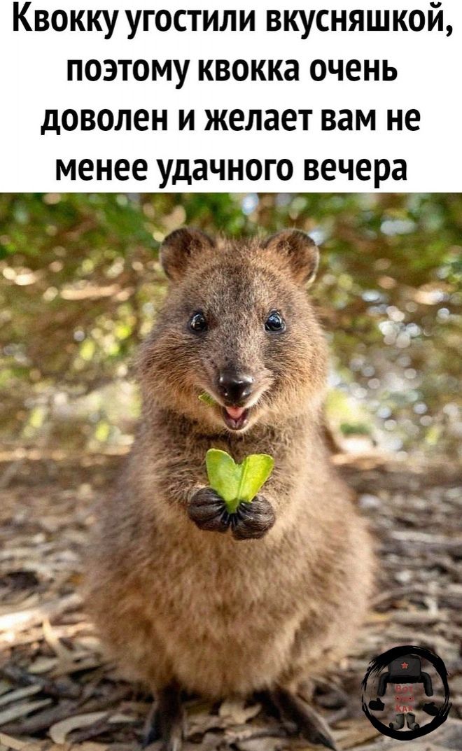 Квокку угостили вкусняшкой поэтому квокка очень доволен и желает вам не менее удачного вечера
