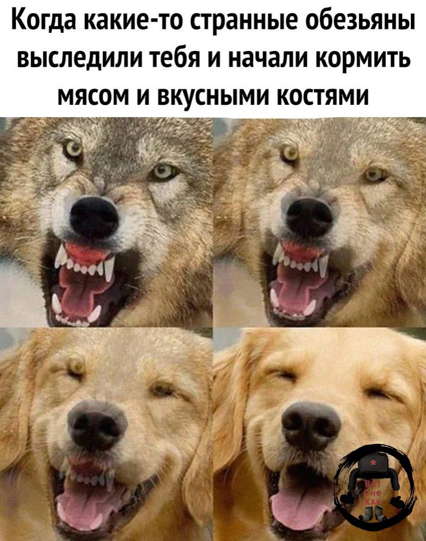 Когда какие то странные обезьяны ВЫСЛЕДИЛИ тебя И начали КОРМИТЬ МЯСОМ И ВКУСНЫМИ КОСТЯМИ