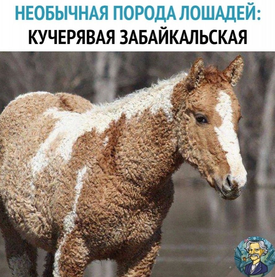 кУчвряВАя ЗАБАйкАлЬскАЯ