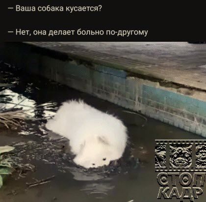 Баша собака кусается7 Нет она делает больно подругому