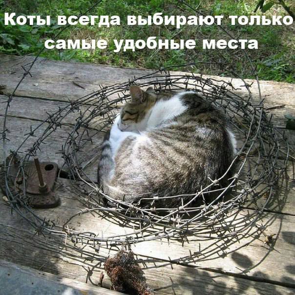 Коты ТВ выбирёіЗ ЁтЁЁЕЁз саубиые места