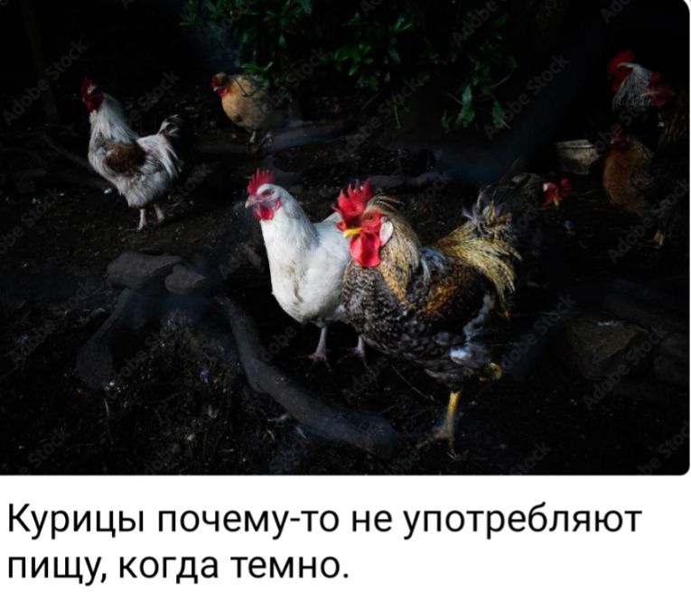 Курицы почему то не употребляют пищу когда темно