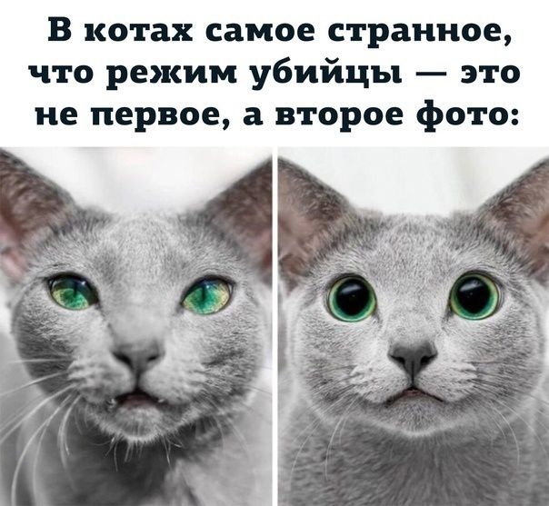 В котах самое странное что режим убийцы это не первое а второе фото