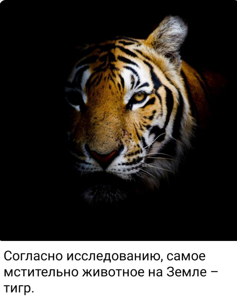 СОГЛЭСНО ИССЛЕДОВЭНИЮ самое МСТИТеПЬНО животное на ЗЕМЛЕ _ тигр