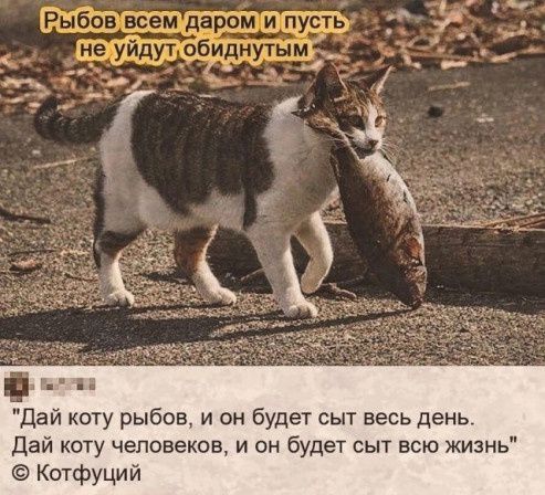 Дай коту рыбощ и он будет сыт весь день дай коту человеков и он будет сыт всю жизнь Котфуций