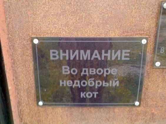 недобрый кот