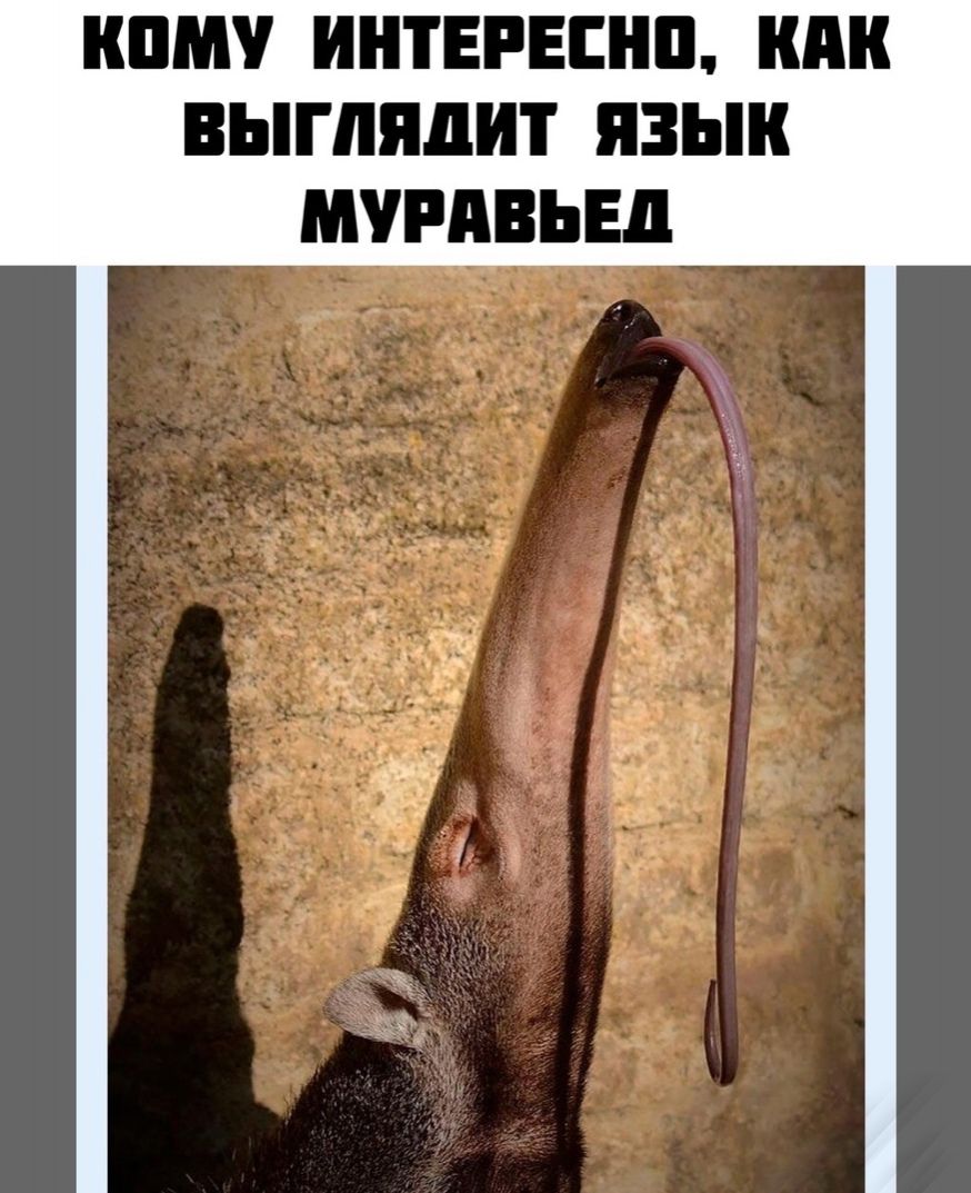 КПМ ИНТЕРЕСНП выглядит ЯЗЫК МЧРПВЬЕП