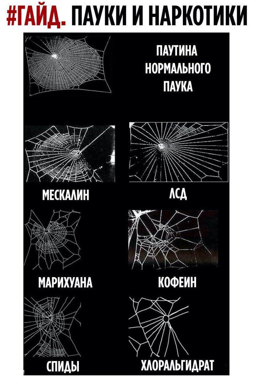 ГАИА ПАУКИ И НАРКОТИКИ ПАПИНА НОРМАЛЬНОГО НАРИХУАНА ___ спиды могмьгидрдт