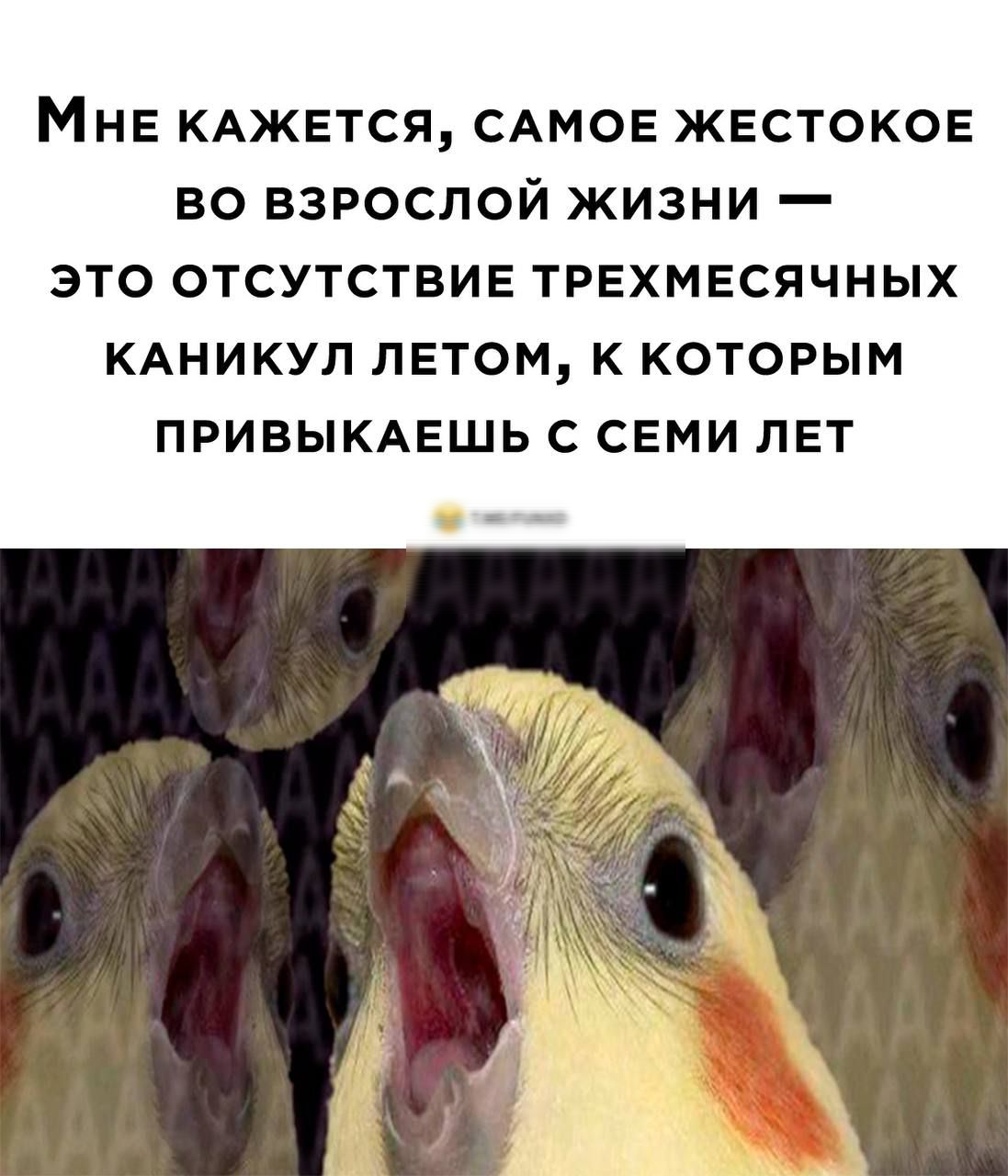Мне КАЖЕТСЯ САМОЕ ЖЕс ков во взрослой жизни это отсутствие трехмесячных КАНИКУЛ летом к которым привыкмшь с семи лет