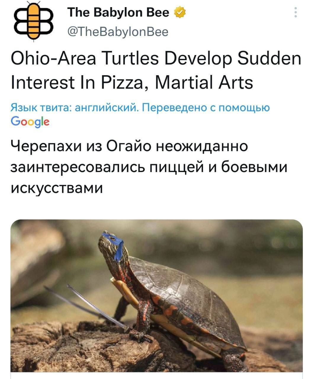 ТЬе ВаЬуіоп Вее ТНеВаЬуіопЕее ОЬіоАгеа Тцгтіез Веуеіор Зцбсіеп птегет п Ріиа Магтіаі Агіз Язык на английский Перевцею помошью Зо 9с Черепахи из Огайо неожиданно заинтересовались пиццей и боевыми искусствами