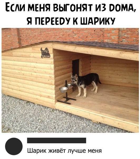 ЁСАИ МЕНЯ ВЬГОНЯТ ИЗ ООШ _ Я ПЕРЕЕО К ШАРИК и Шарик живёт лучше меня