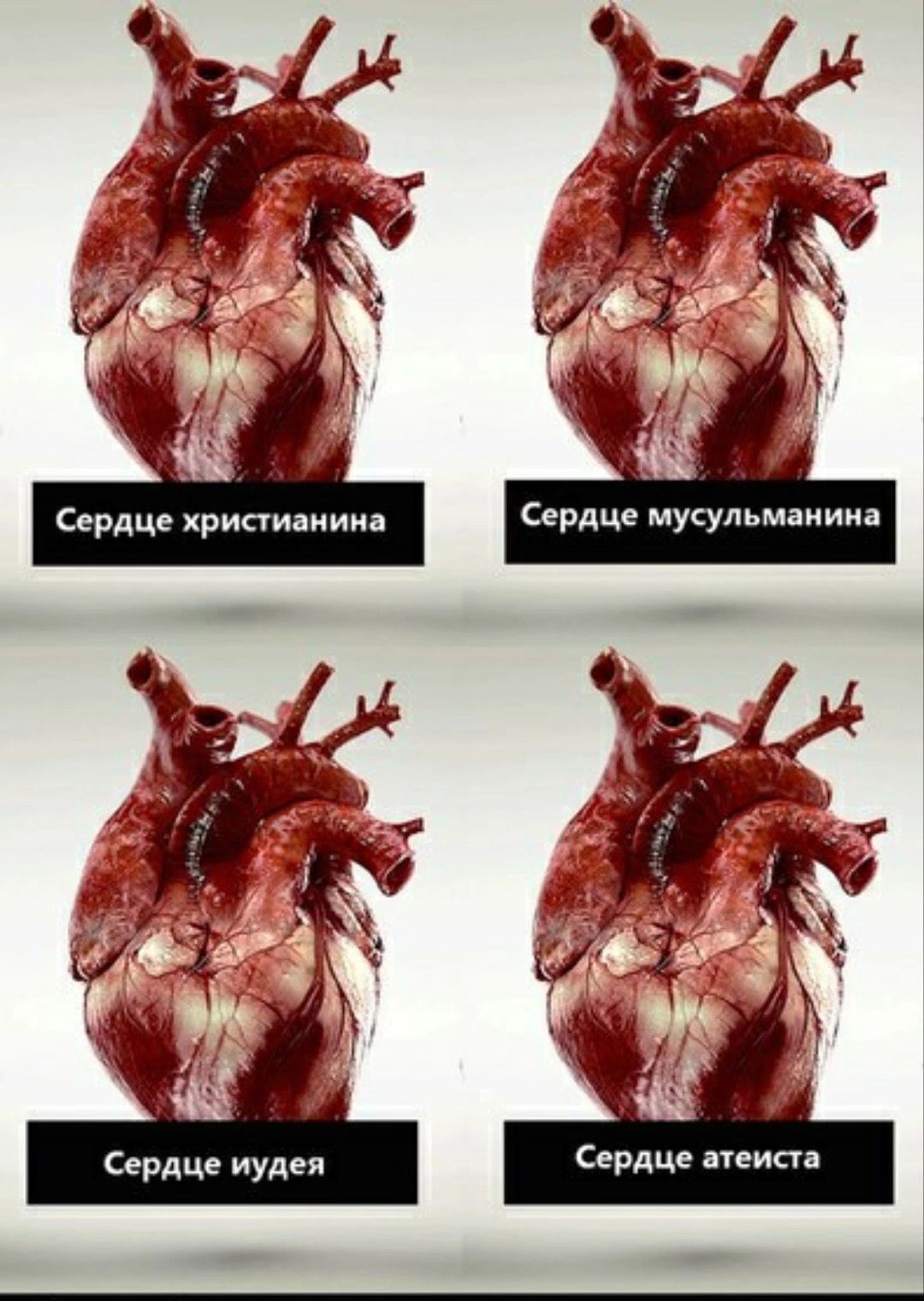 Сердце хрипиаиииа Сердце ши Сердце иудеи