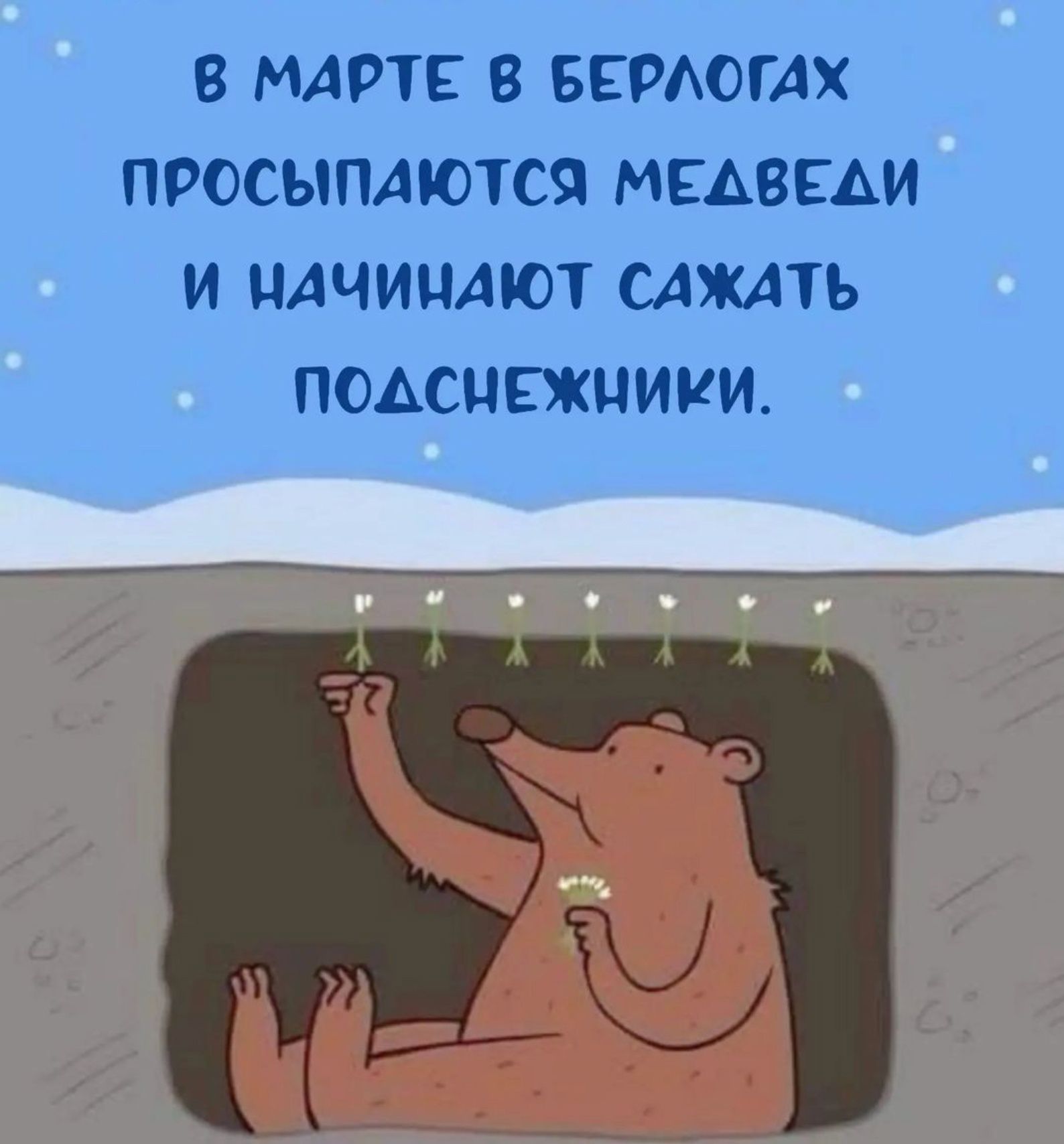В МАРТЕ 8 БЕРАОГАХ ПРОСЫПАЮТСЯ МЕАВЕАИ И ЦАЧИЦАЮТ САЖАТЬ ПОАСЦЕЖНИКИ