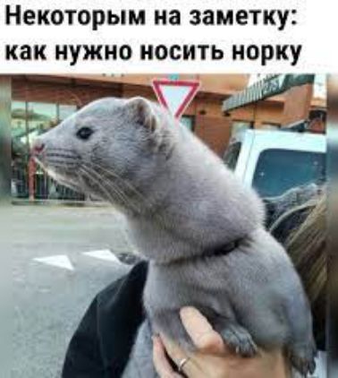 некоторым на заметку КВК НУЖНО НОСИТЬ норку