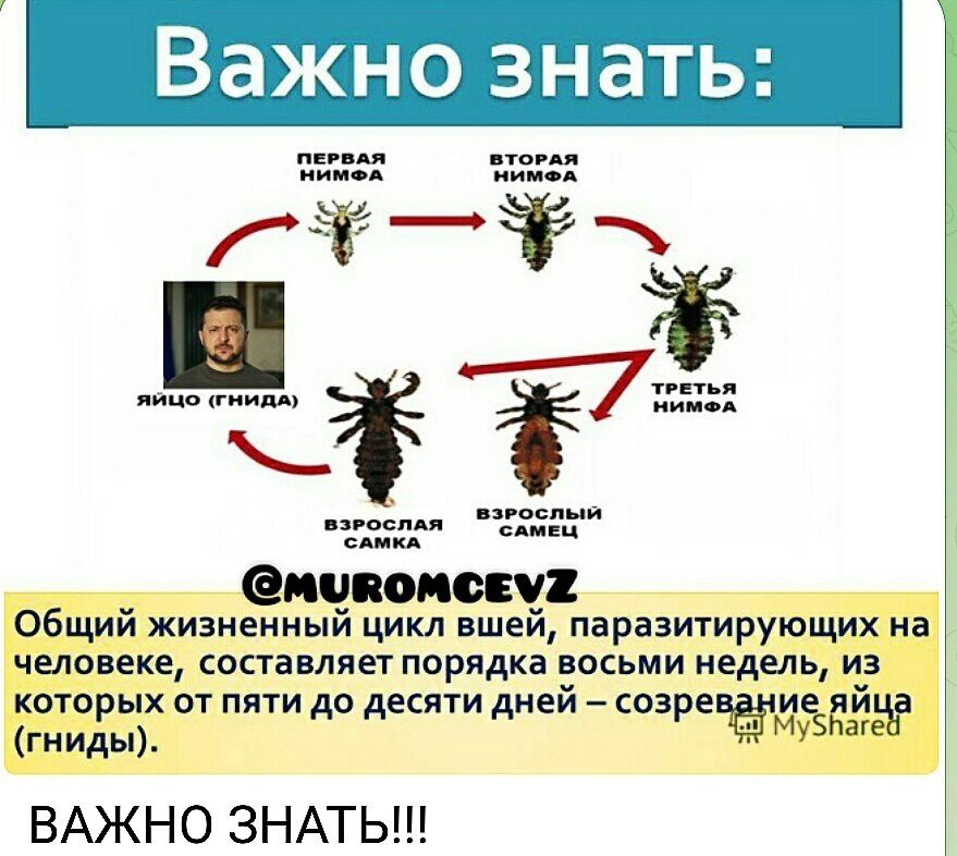 Важно знать _ Опции Щ Общии жизненным цикл ншеи параэтирующих на человеке составляет порядка восьми недель из которых от пяти до десяти дней соэре и й гниды МЫ ВАЖНО ЗНАТЬ